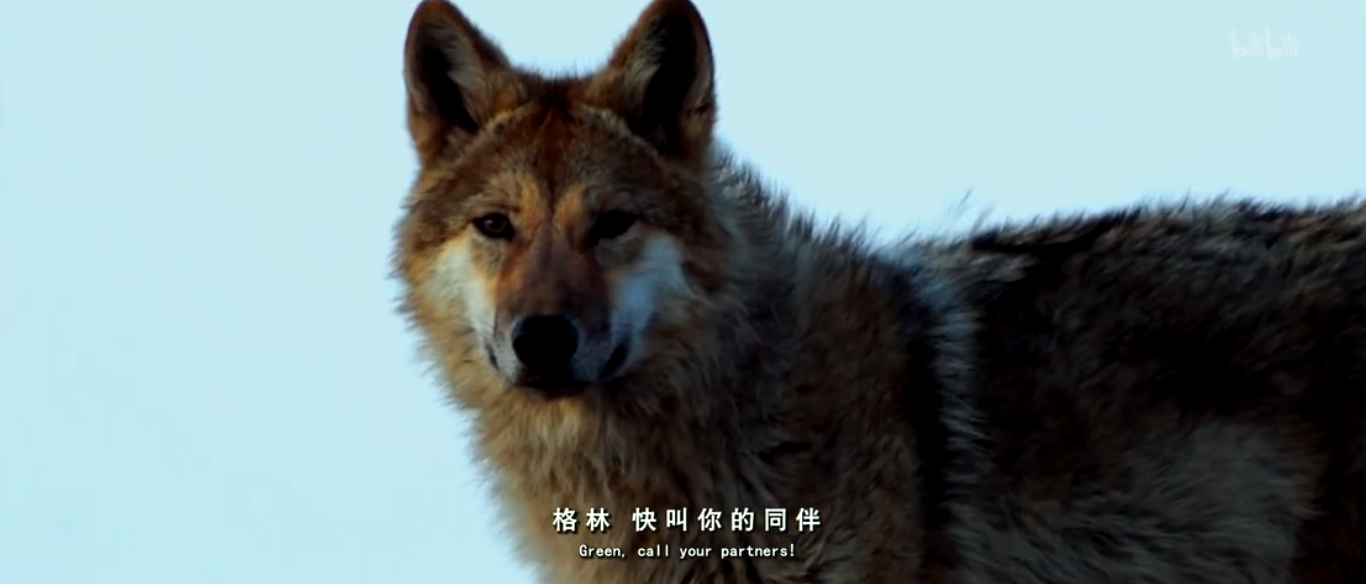 《重返狼群》:在那人与狼的母子情深背后,急需关注的是濒危的野生狼