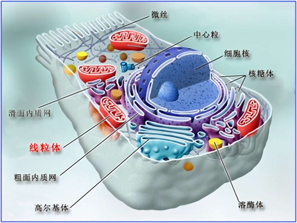 胞磷胆碱注射液治什么病（胞磷胆碱钠注射用药有什么作用）