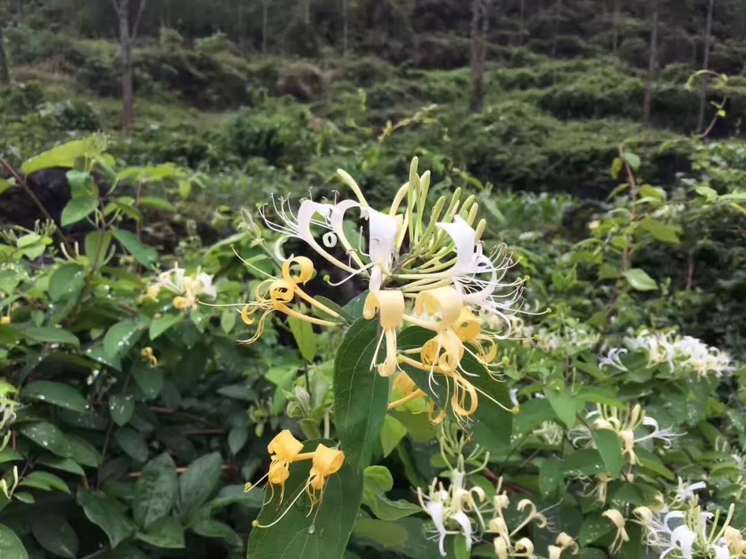 古朗瑶乡金银花公园游记——感受不一样的野生金银花海洋