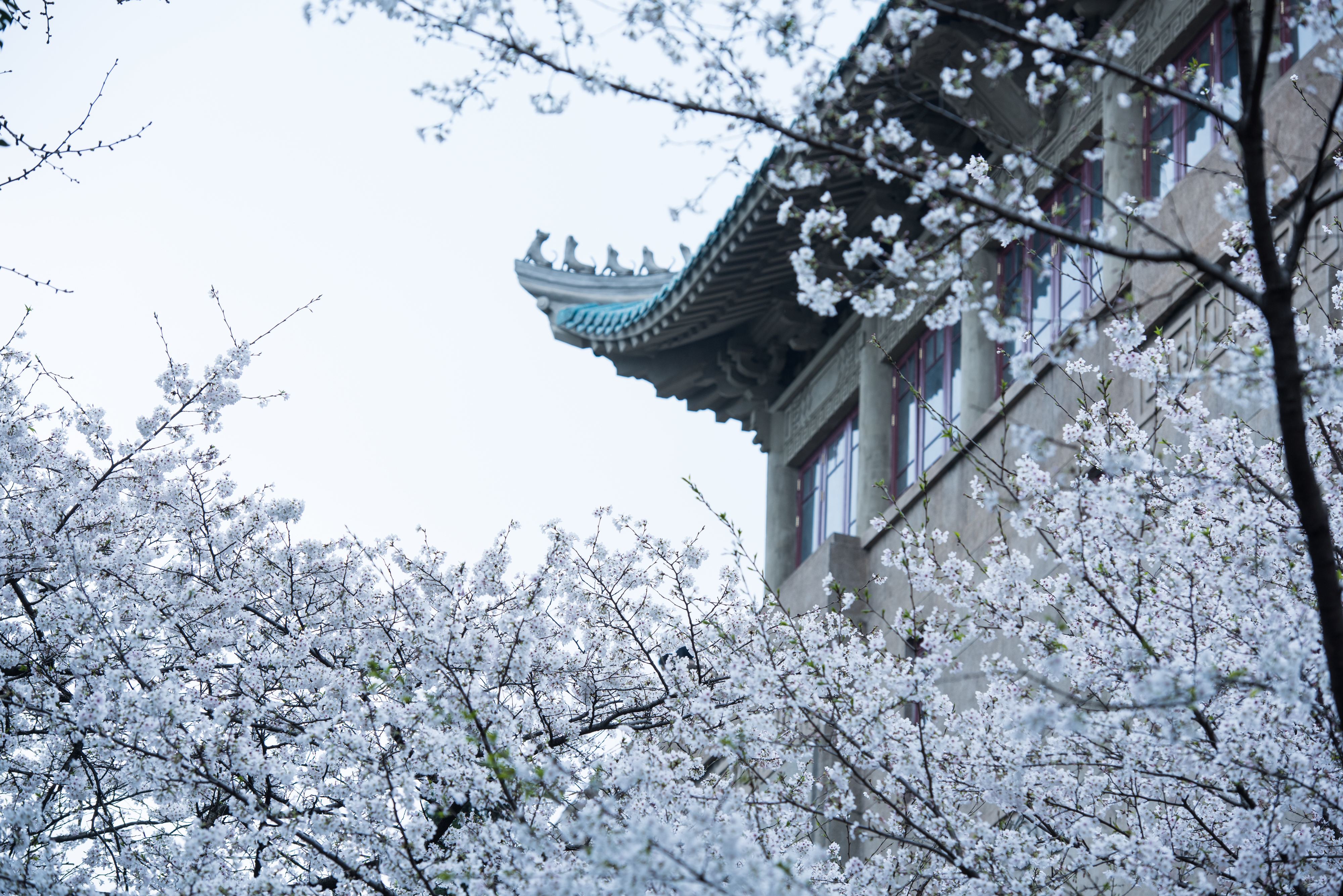 终身不限次数免门票，湖北所有A级景区对援鄂医护终身免费