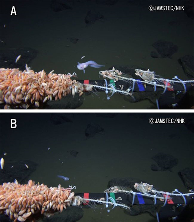 深海100000米以下生物，海底10000米是什么概念？图片