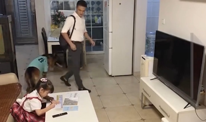 进门|狗子听到家长进门提醒女孩写作业 配合满分！