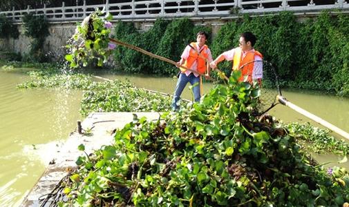 曾經在中國泛濫成災的水葫蘆,現在怎麽都不見了?它是怎麽消失的？