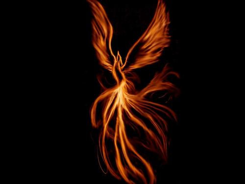 丹穴之山，有鸟焉，世界上最终一只凤凰未解的谜团