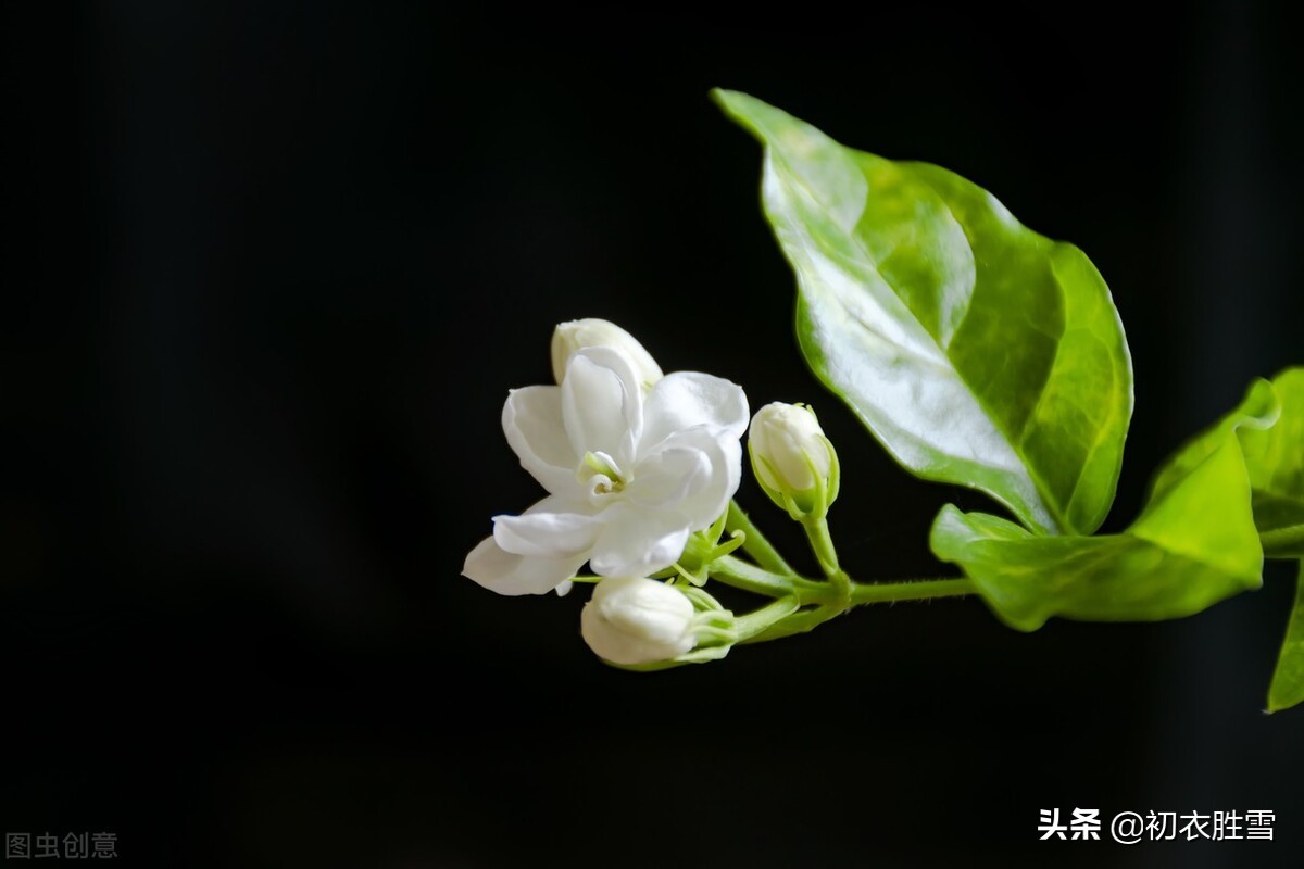 夏花茉莉美诗八首赏读：著人茉莉花如雪，茉莉心香细雨天-第1张图片-诗句网