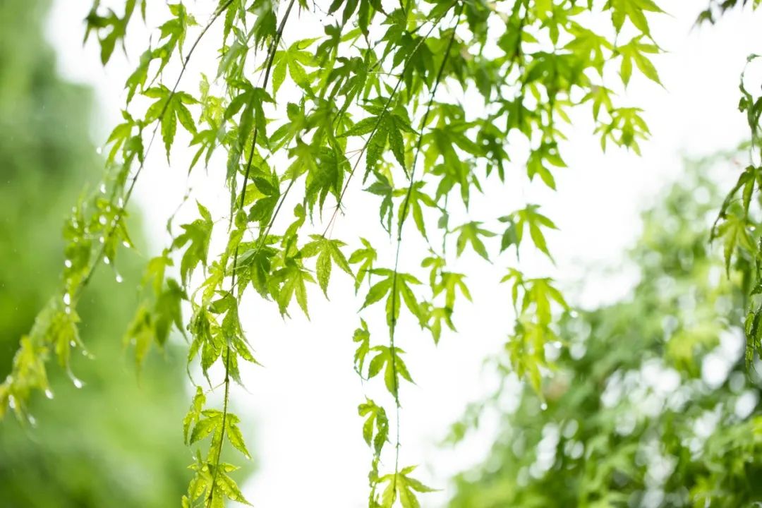 15首诗词陪你过人间仲夏，清凉舒爽，美得恰到好处-第9张图片-非凡网