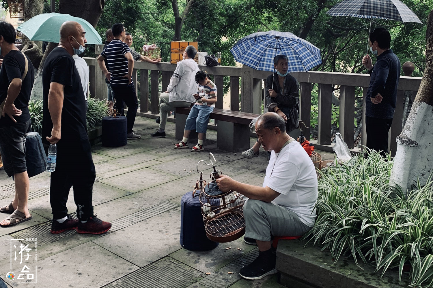 重庆最特别的花鸟集市，距离解放碑不到500米，每周仅开放一天