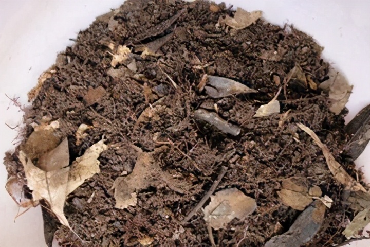 盤點“模仿”大自然發明出的，9種新型仿生學