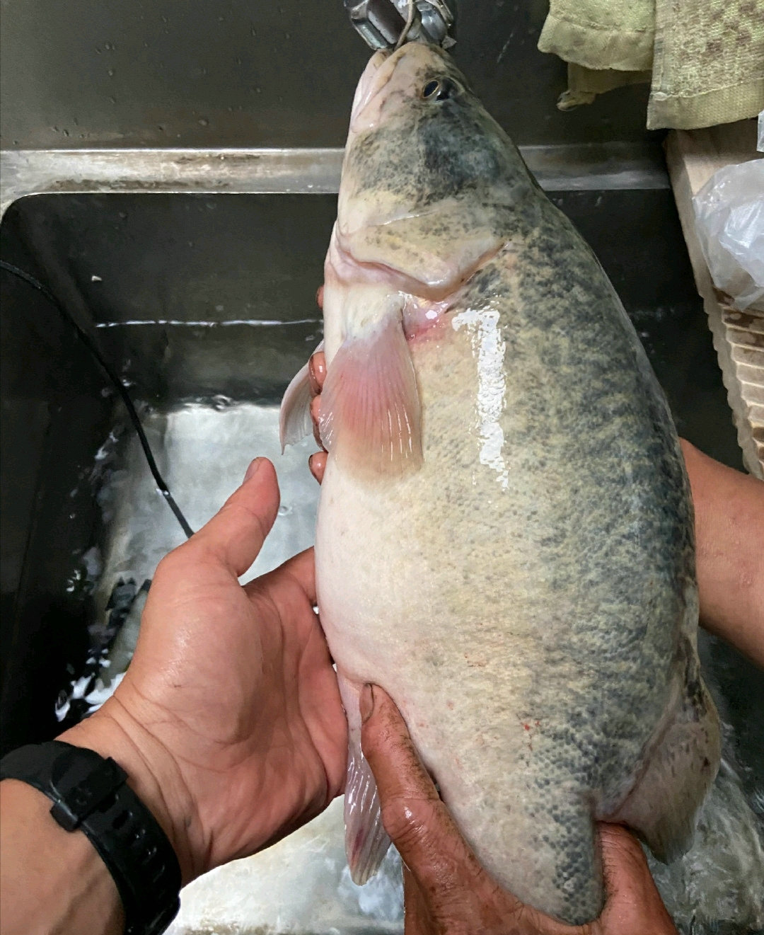 新魚種浙江男子釣起一條沒見過的大魚像是變異的鱖魚