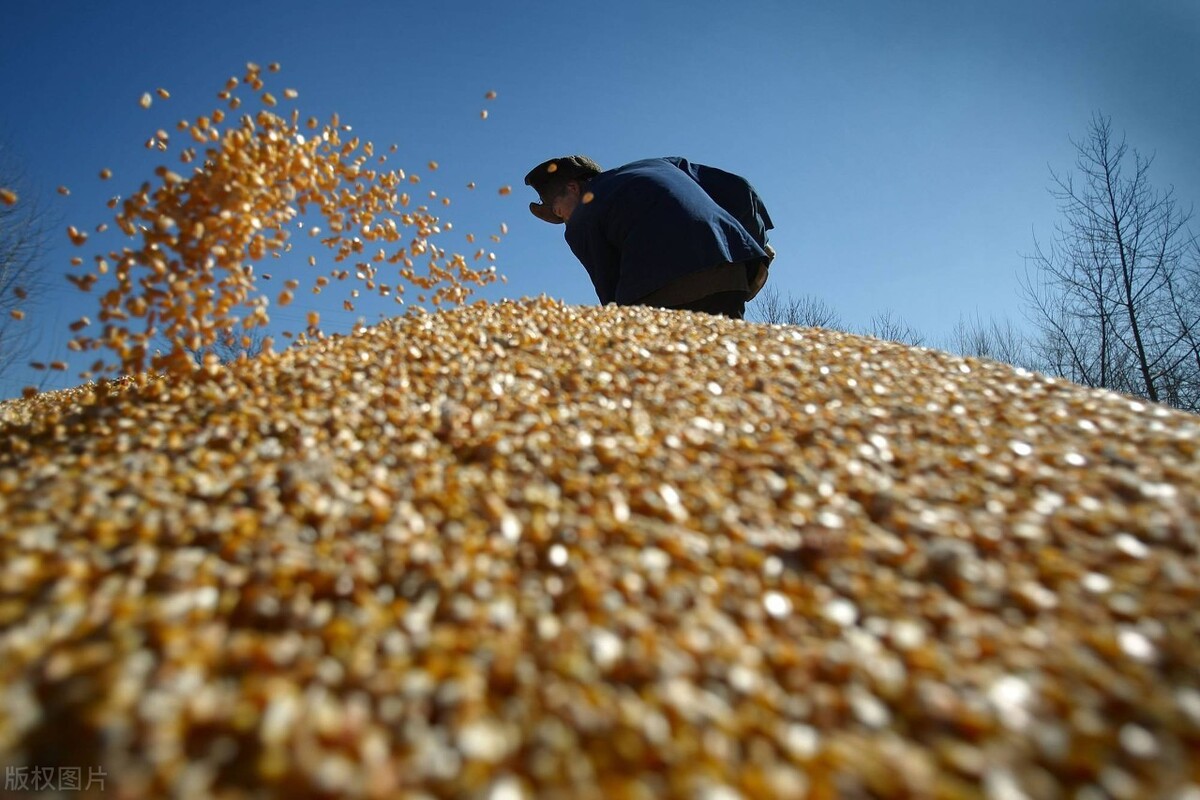 小麦一跌不起，贸易商“炒粮”亏钱，麦价还要跌？市场何时转好？