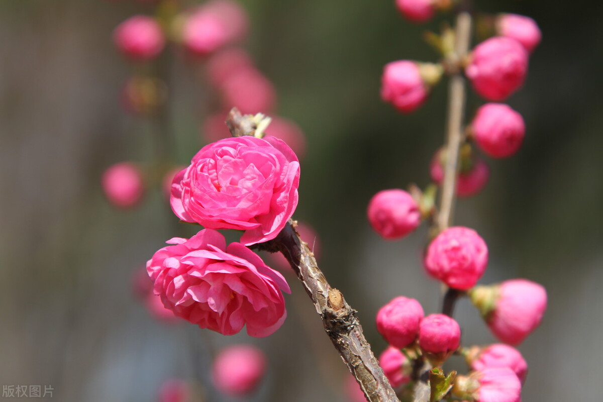 刘存发词集《清风之素心咏梅兰竹菊三百首》——江城子四首