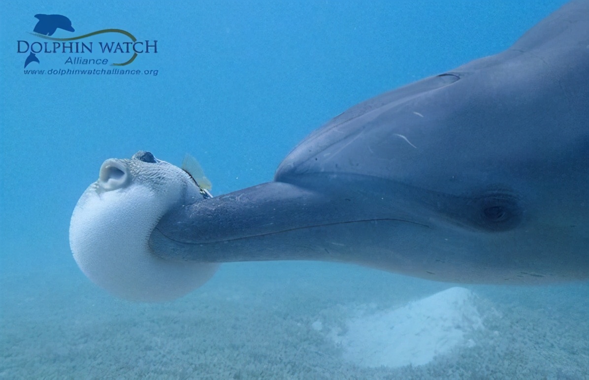 一群海豚玩耍一只河豚，专家说是在“嗑药”，真是这样吗？