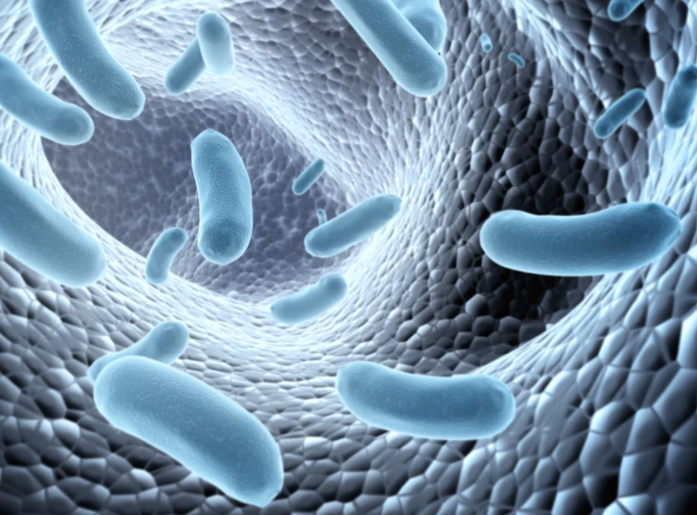 为什么乳酸菌对我们的健康很重要？