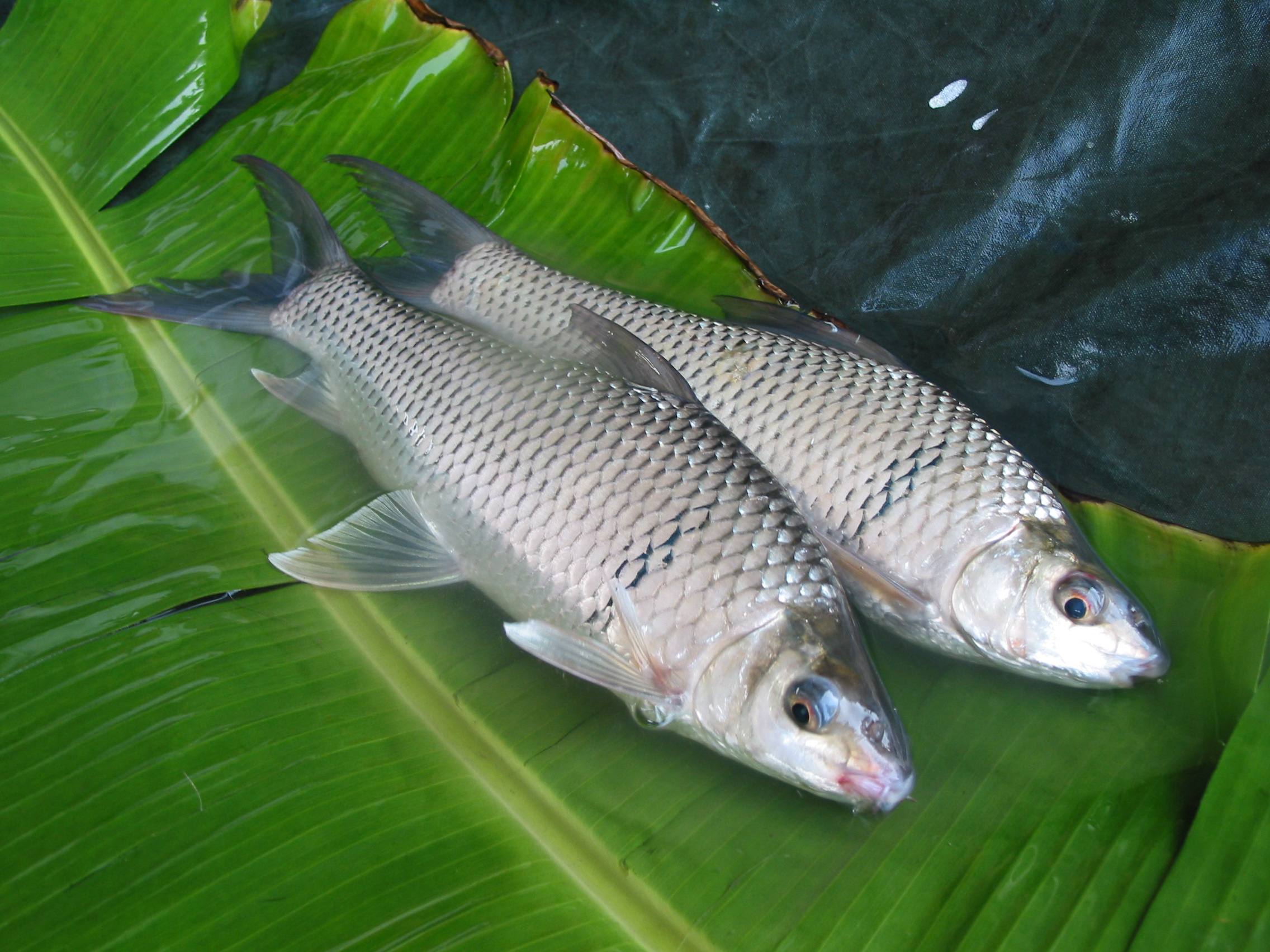 鲮鱼:耐低氧,耐肥水,像鲴鱼和白鲢鱼一样是池塘里的清道夫!_热带鱼类_