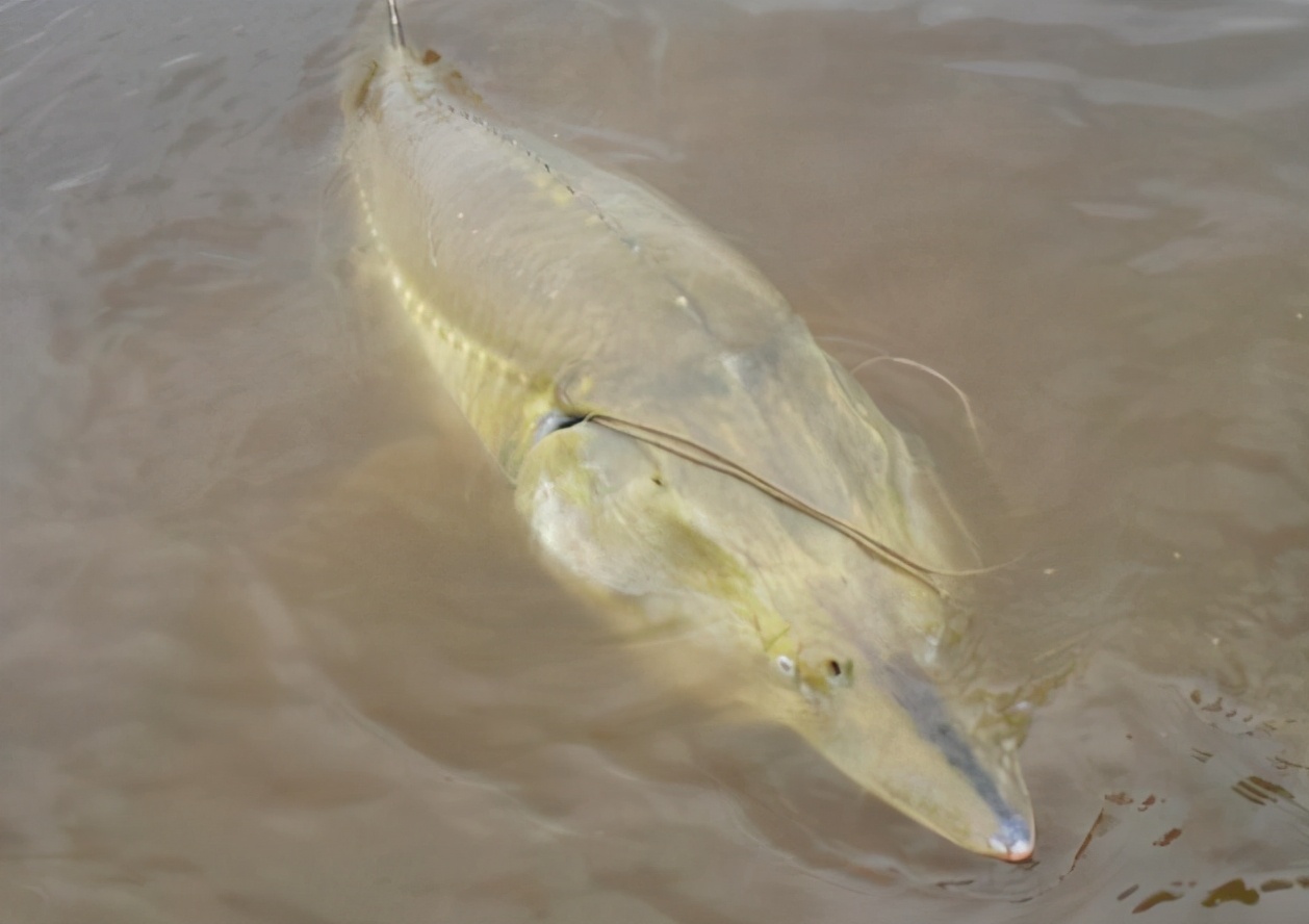达氏鳇这鱼为什么这么值钱
