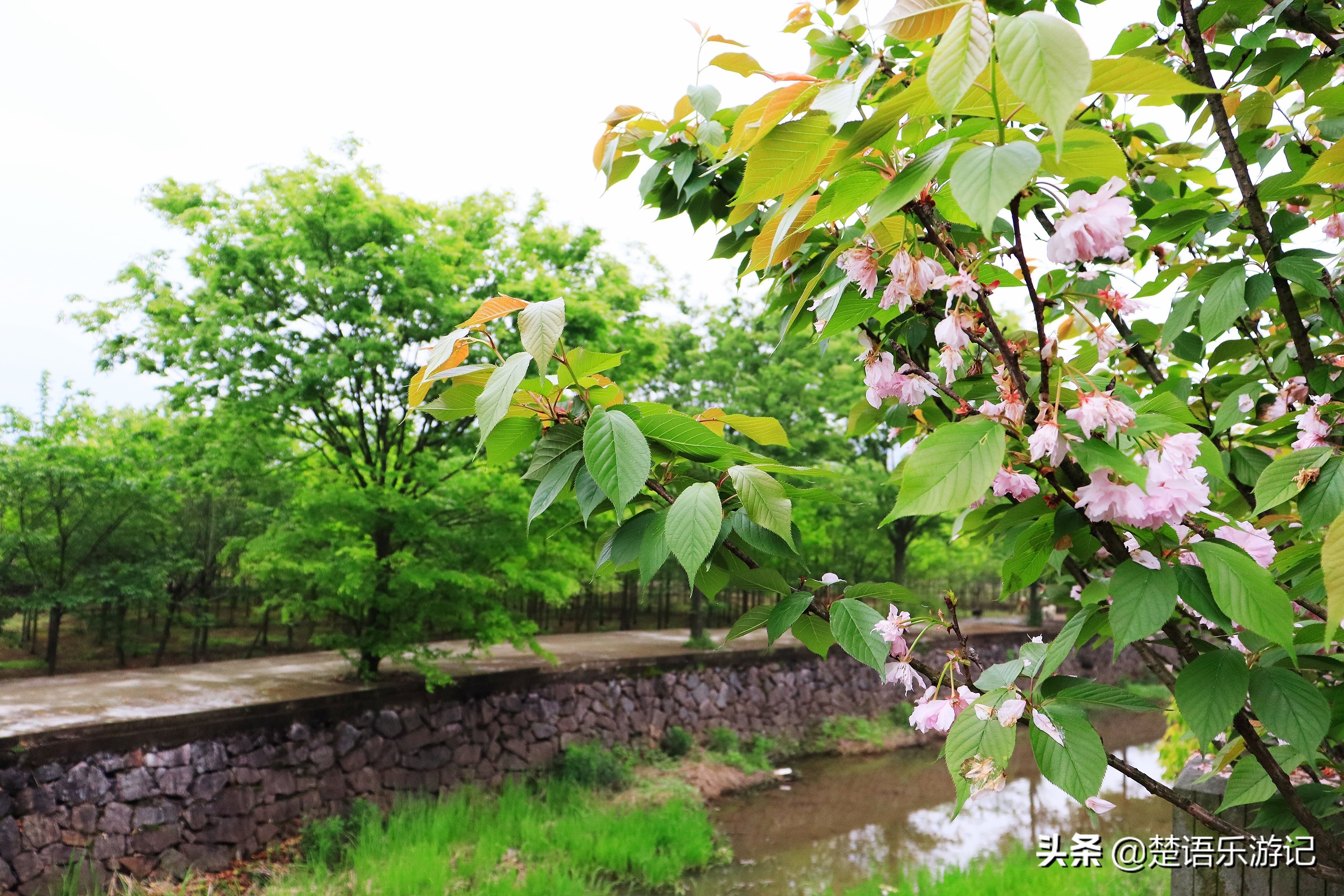 寧波東金峨村 同樣可以登山看杜鵑花 村頭有千年古剎 風景秀麗 楚語樂遊記 Mdeditor