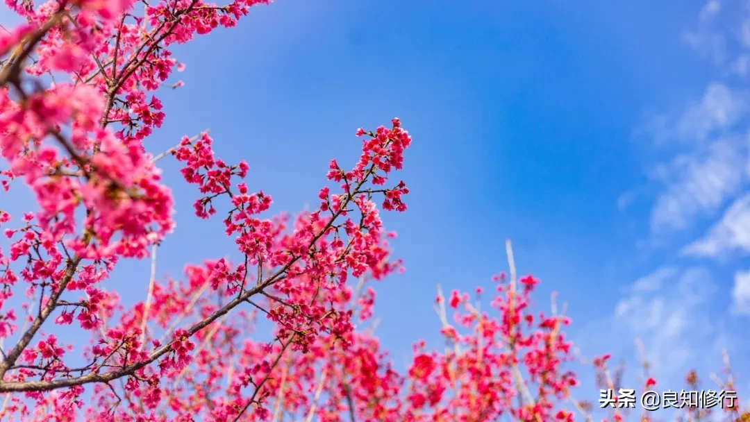 樱花经典诗句，古人写樱花的古诗