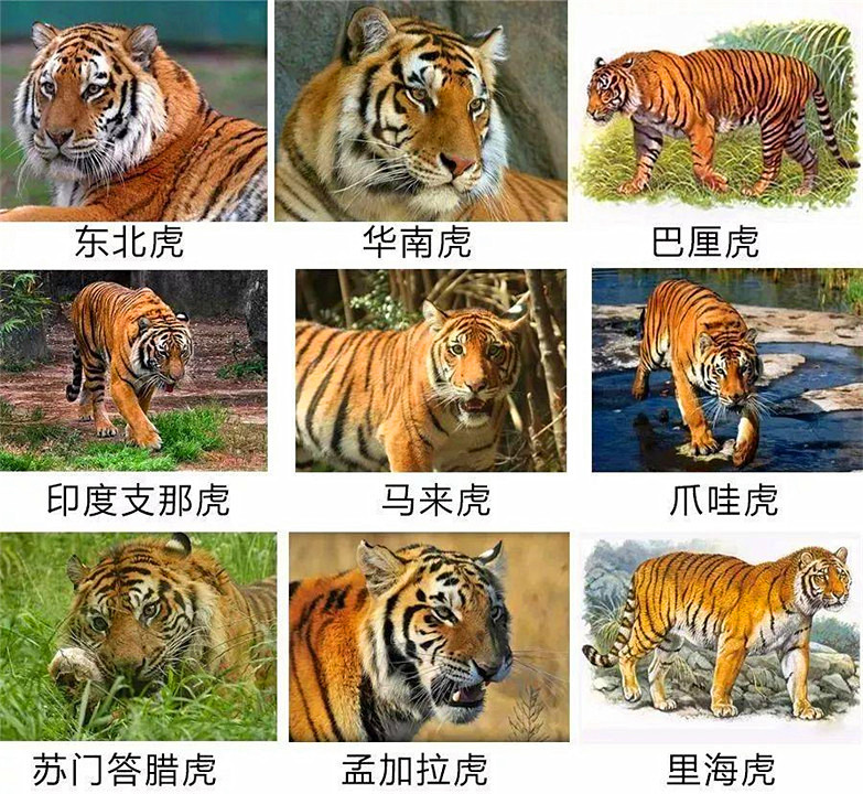 老虎吃人后为什么一定要被击毙 科学家 不杀掉后患无穷 科普圈 Mdeditor