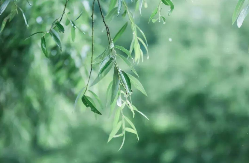 丁宁初夏雨 好长故山薇，古诗词里初夏的雨，那么美好-第7张图片-非凡网