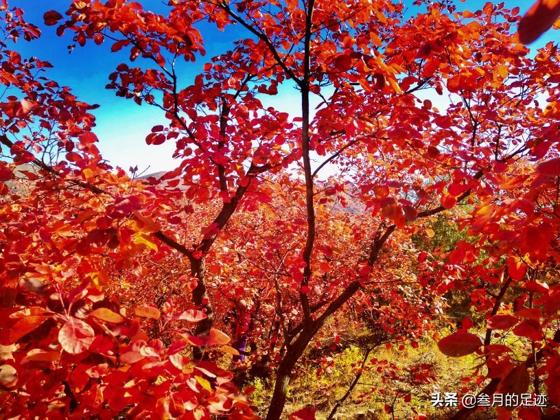 On weekends, check in Shunyi’s free scenic spot, the colorful shallow mountains, the red leaves are beautiful, and there are so many tourists.