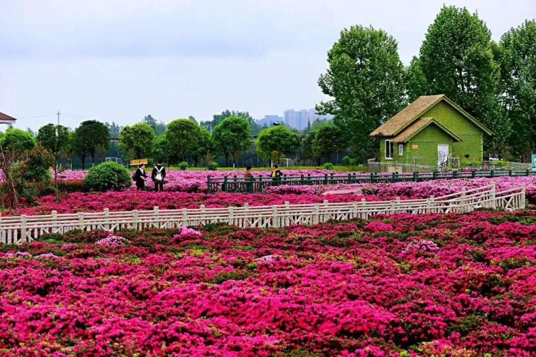 明天郫都区第四届杜鹃花文化旅游节盛大开幕