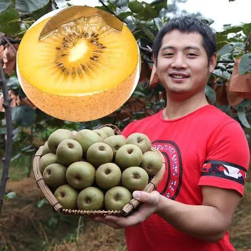 中国农民在减少，农产品为什么能增加？