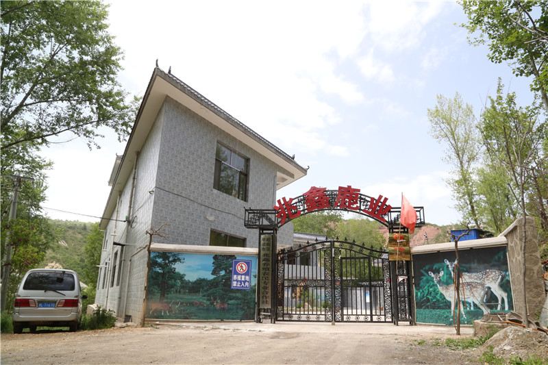 平凉有个地方专门养殖梅花鹿