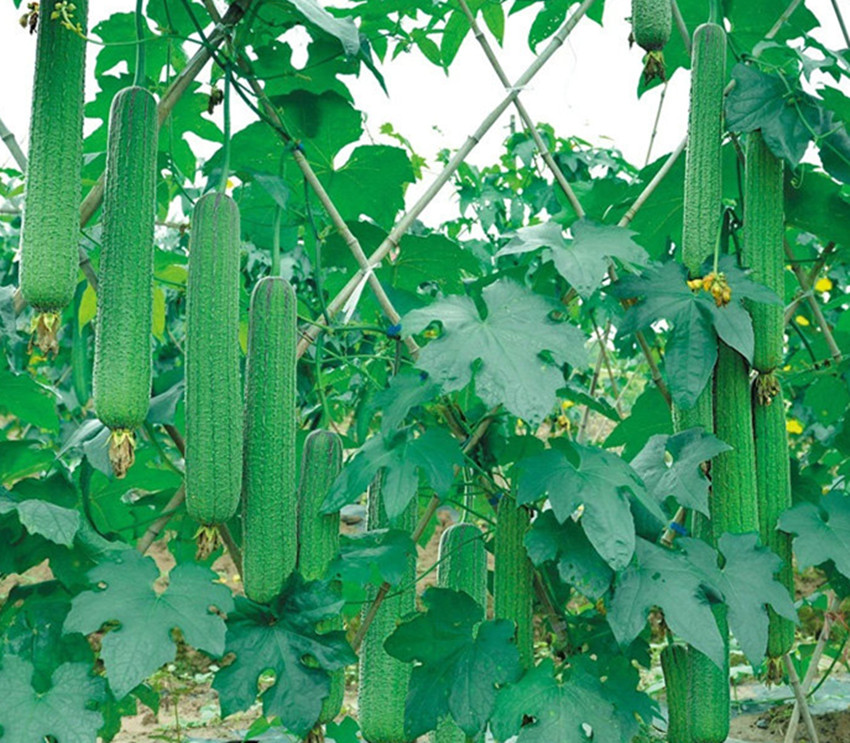 邻居家年年种植这种肉香瓜，一亩卖一万五，你也可以