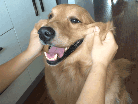 这8种脾气好的狗狗，真是“香饽饽”，不管怎么撸都不会生气