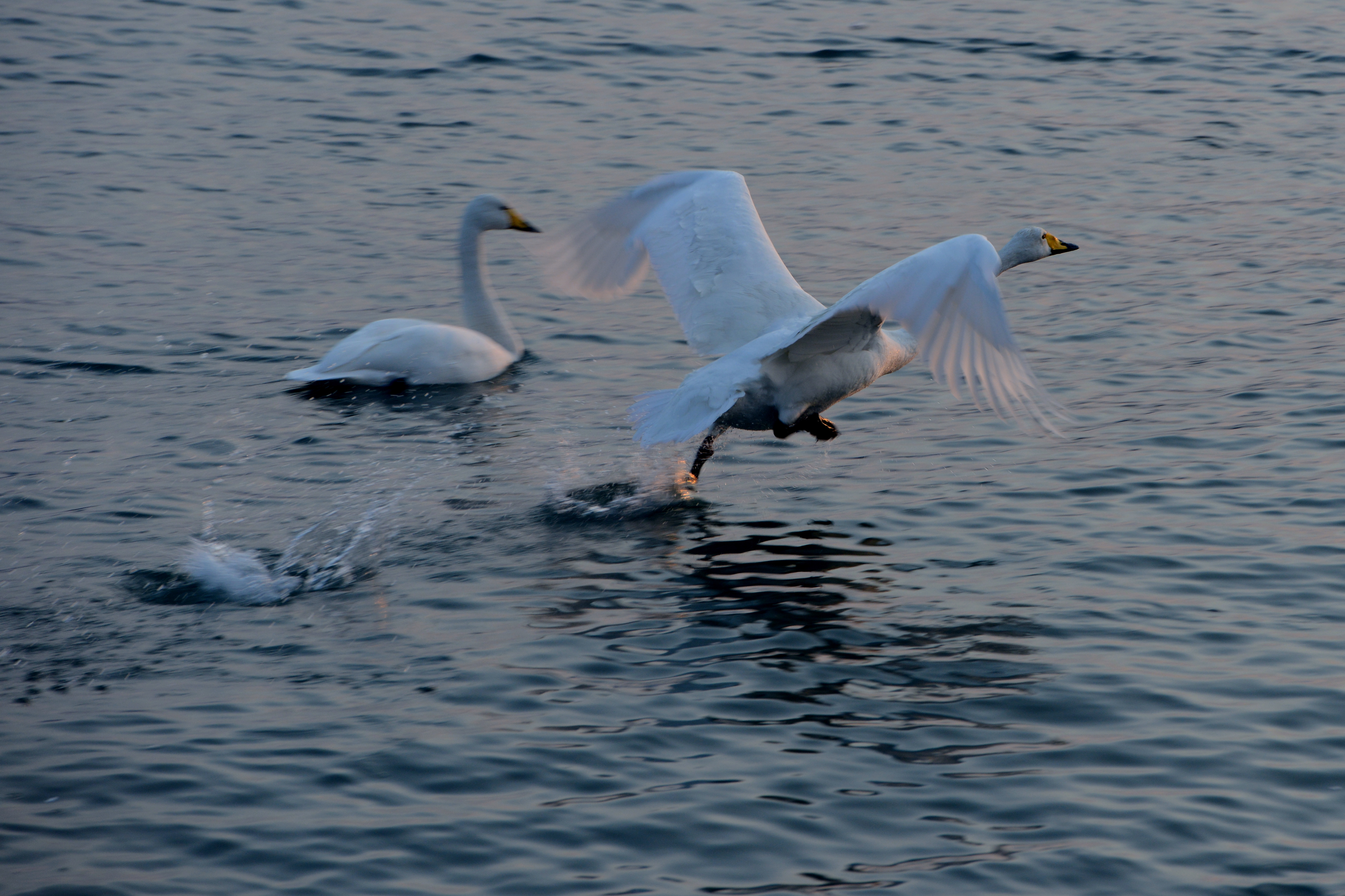 白天鹅,天堂之鸟,像梦幻,一枚轻盈的弧度,从天空飞过