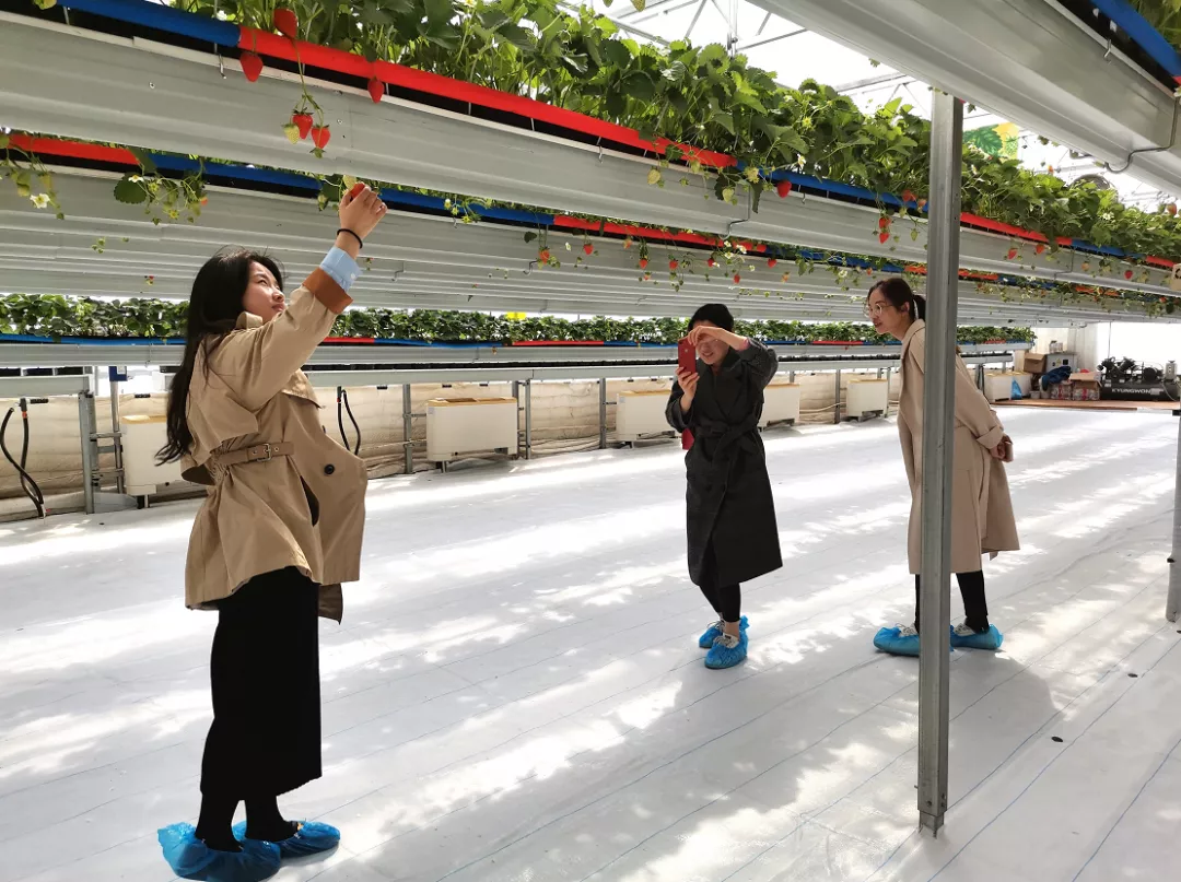 海淀云端草莓园首次曝光，机器人干农活！不止科幻还很浪漫……