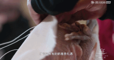 当国产9.3得罪了广东人……