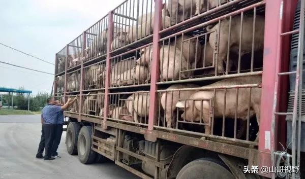 4月1日起，我国活猪不能异地调运了？不是的，是