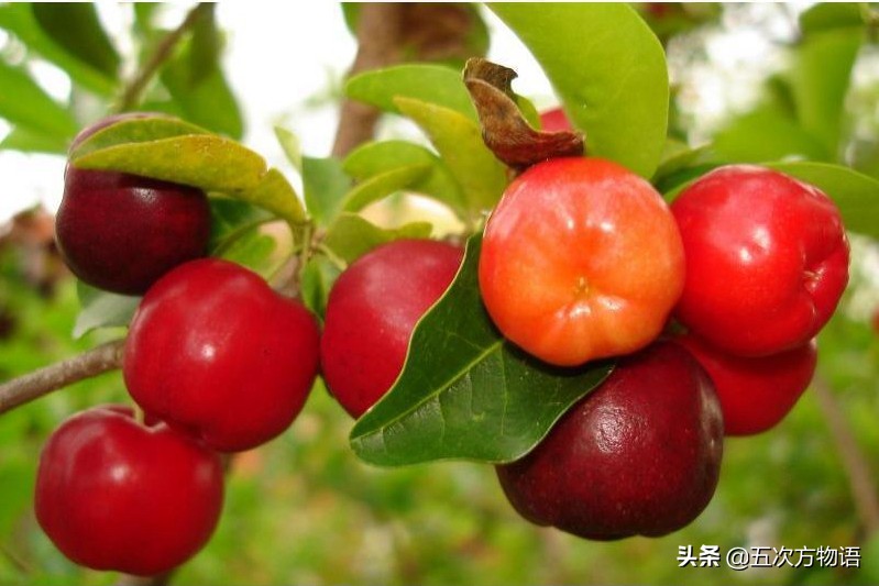 一篇教你认清常见水果类型,建议收藏 一篇教你认清常见水果类型,建议收藏