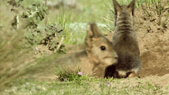 人多力量大，不止適用於人類