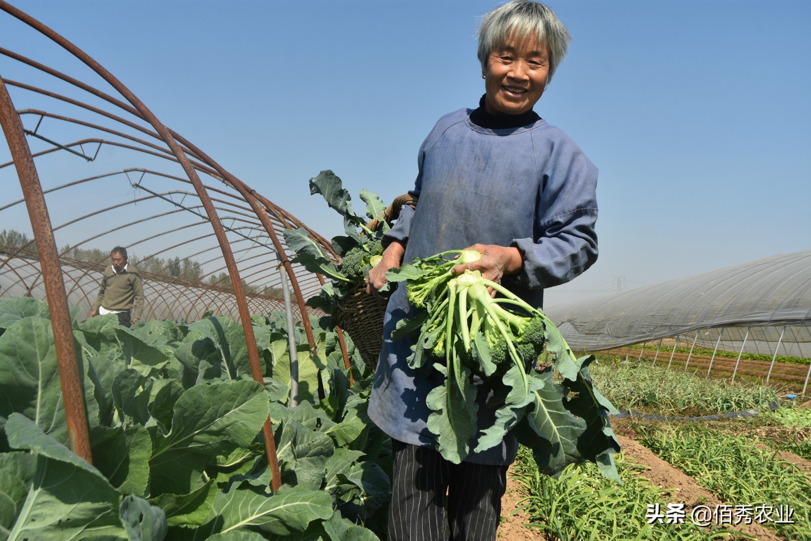 农村老人的幸福生活，种植2亩蔬菜，每年收入3万元活得有尊严