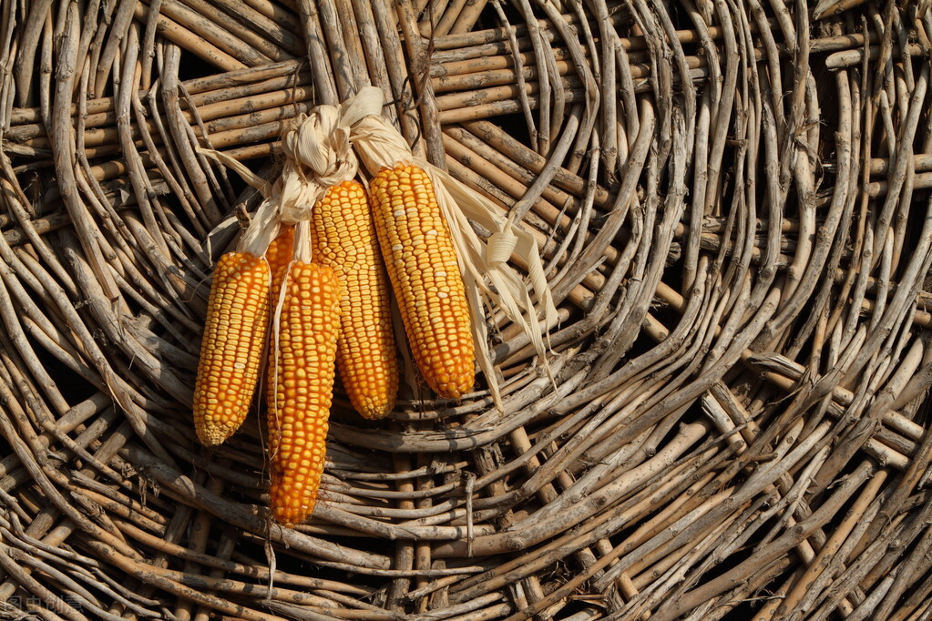 玉米预测：山东玉米2600失守，玉米期货跌破2450！新粮底价难寻？