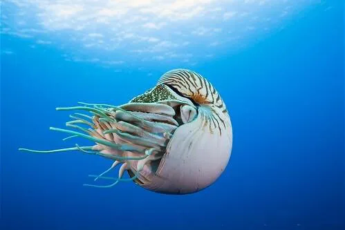 濒危物种鹦鹉螺：深海中的远古萌萌怪，贩卖走私牢底坐穿～