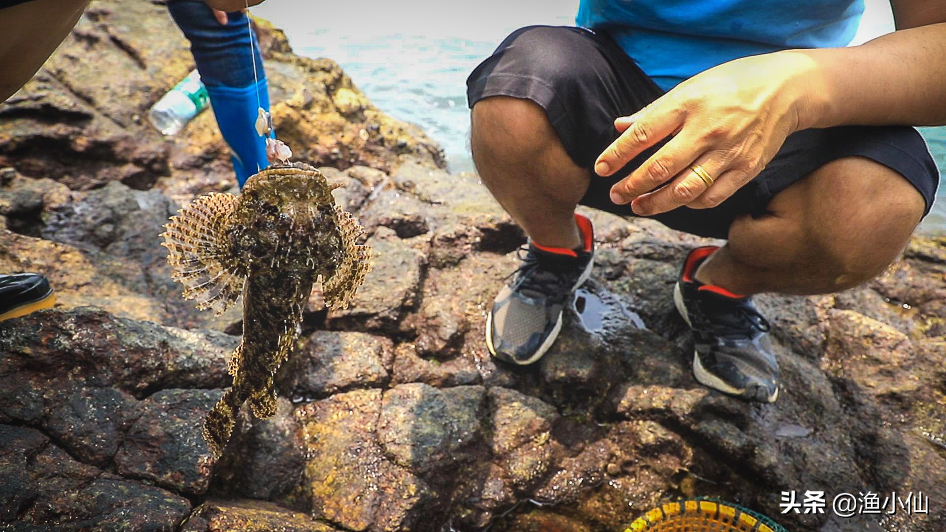 老虎魚有毒嗎,老虎魚別名叫什麼