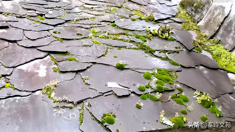 周志峰：印象紫陽(yáng)