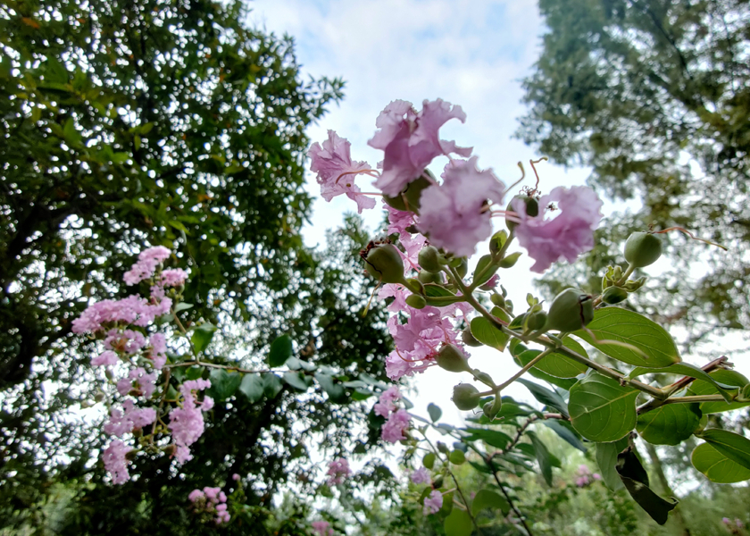 超感全焦段影像系统，OPPO Find X2 Pro随拍体验