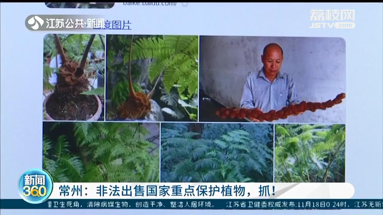 进山挖了300余株国家二级保护植物，一株卖百八十元 抓