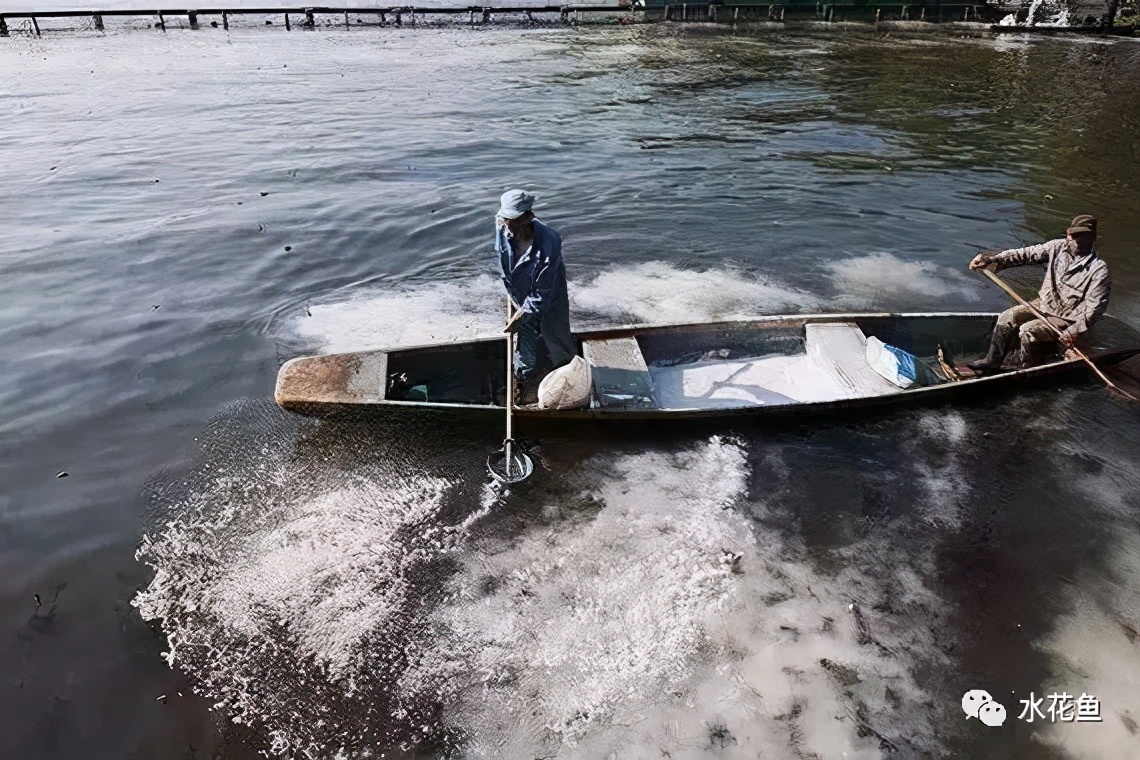 生石灰（氧化钙）与水产养殖：传统古法功能多！调水治病作用大