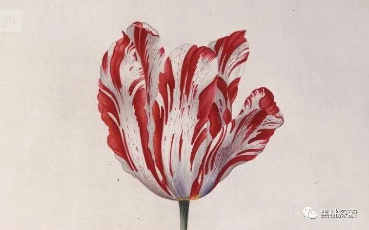 Homebred shoe rises in price by hype, what is to fry a shoe? What is it will move toward ruined scientific basis? 