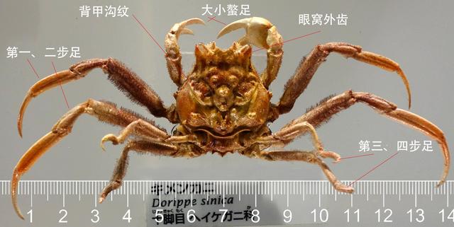 ミニふでのぼり たらば蟹 100ミリ 300ミリ ノボリ 幟 旗 筆書体を使用した一味違ったのぼり旗がお買得 飲食 222 送料無料 飲食 222