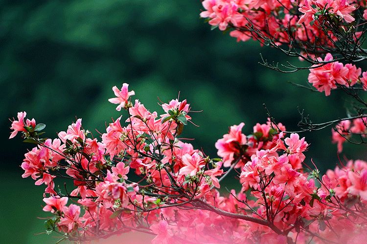 中國十大名花，美呆了