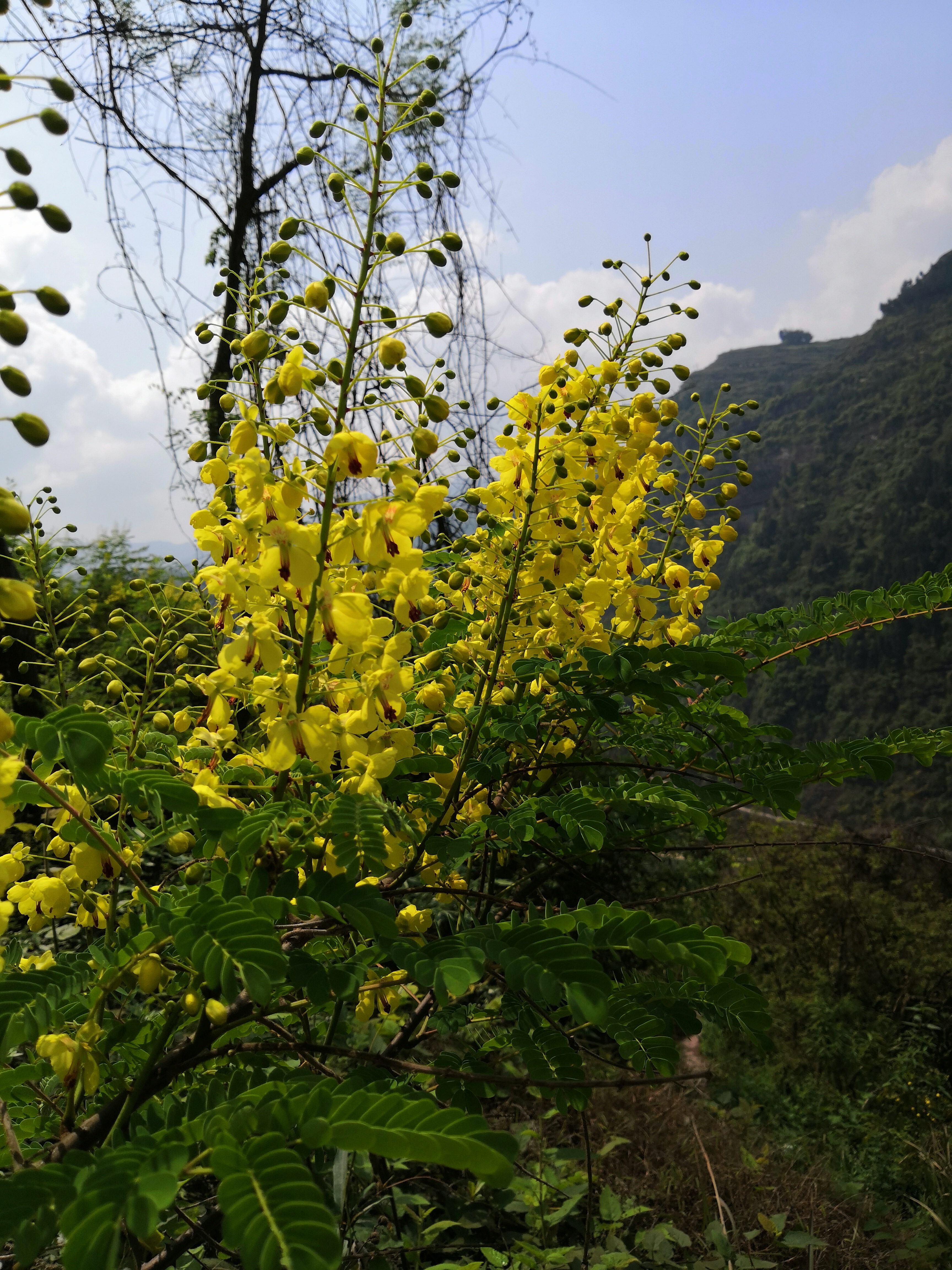 奉节县石岗乡一个山清水秀人杰地灵的地方，春天景色正美