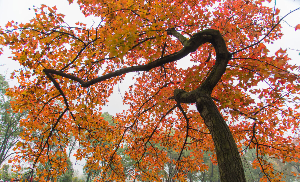 9月不可错过的这15处初秋美景，领略中国最美的秋色，美得不像话插图58