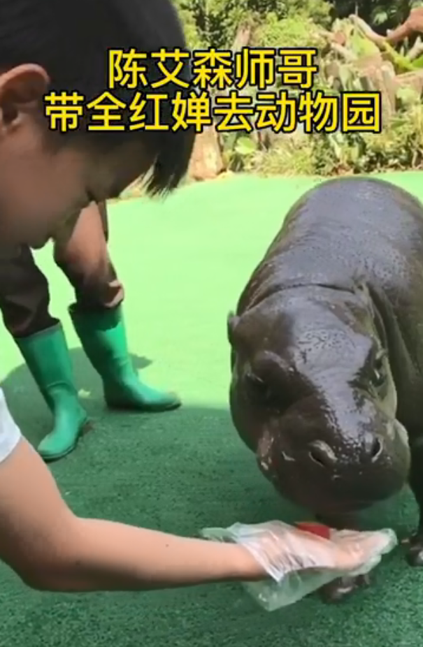 全红婵完成小目标，师哥带她去动物园，看老虎跳水，网友留言亮了