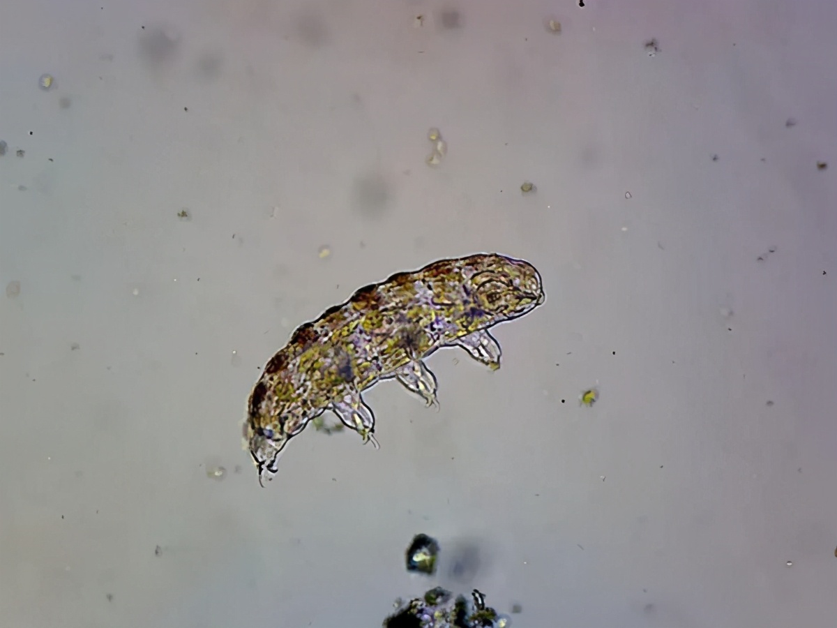 探月飛船撞月，水熊蟲成功越獄，它們?cè)谠虑蚰艽婊钕聛韱幔? img_height=